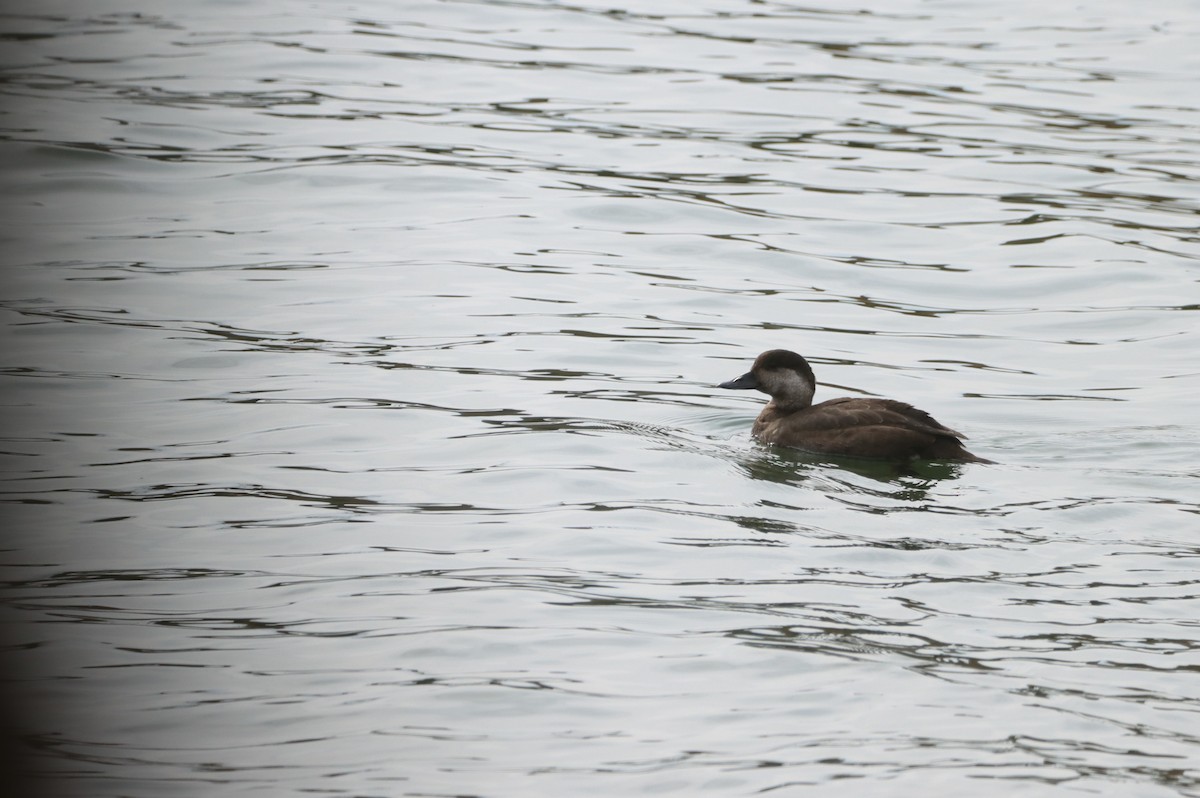 amerikasvartand - ML644828456