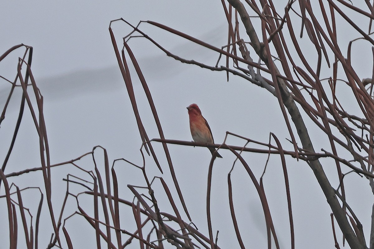 Чечевиця кармінова (підвид purpureus) - ML644828461