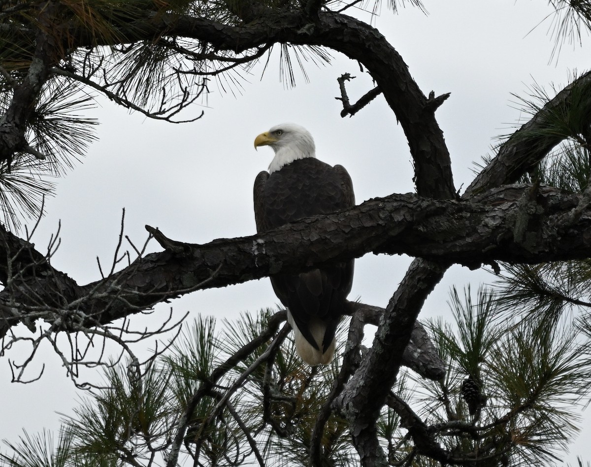 ハクトウワシ - ML644828465