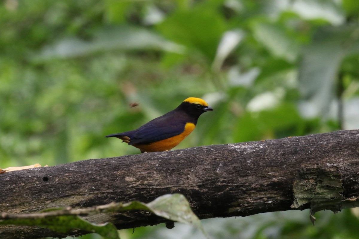 Orange-crowned Euphonia - ML644828468