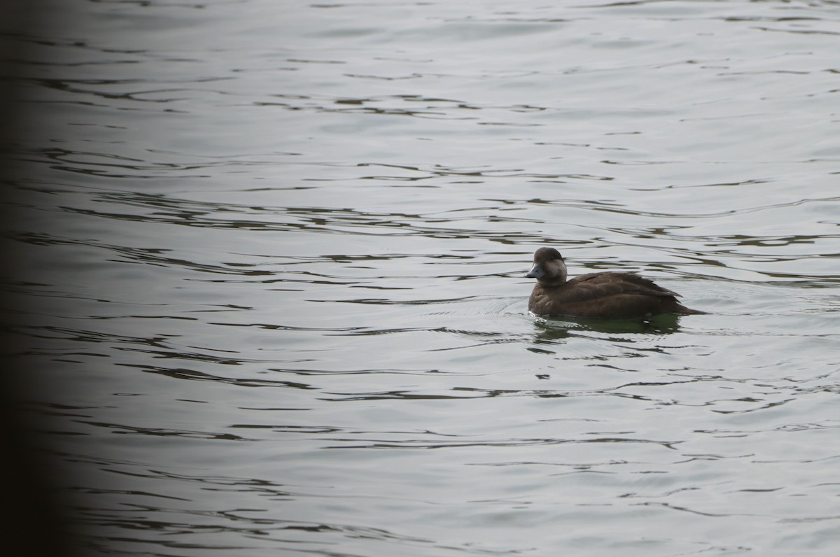 amerikasvartand - ML644828472