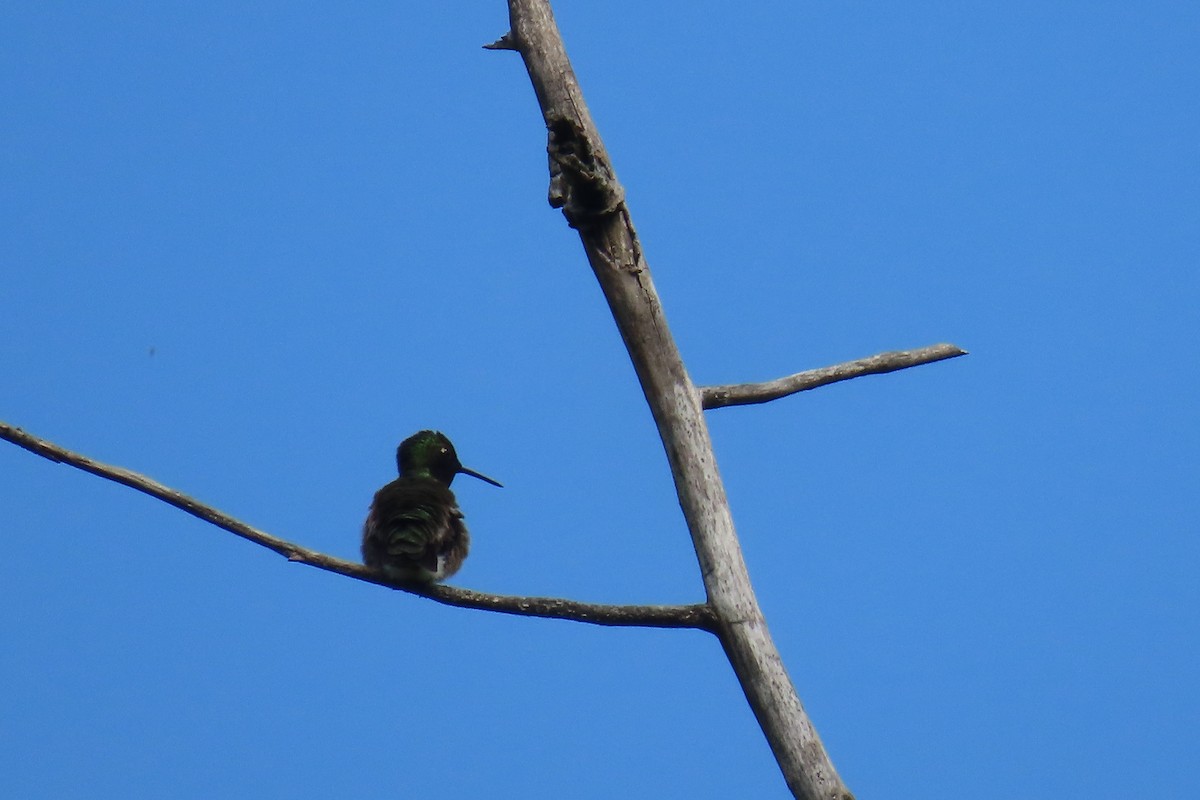 Рубиновогорлый колибри - ML644828487