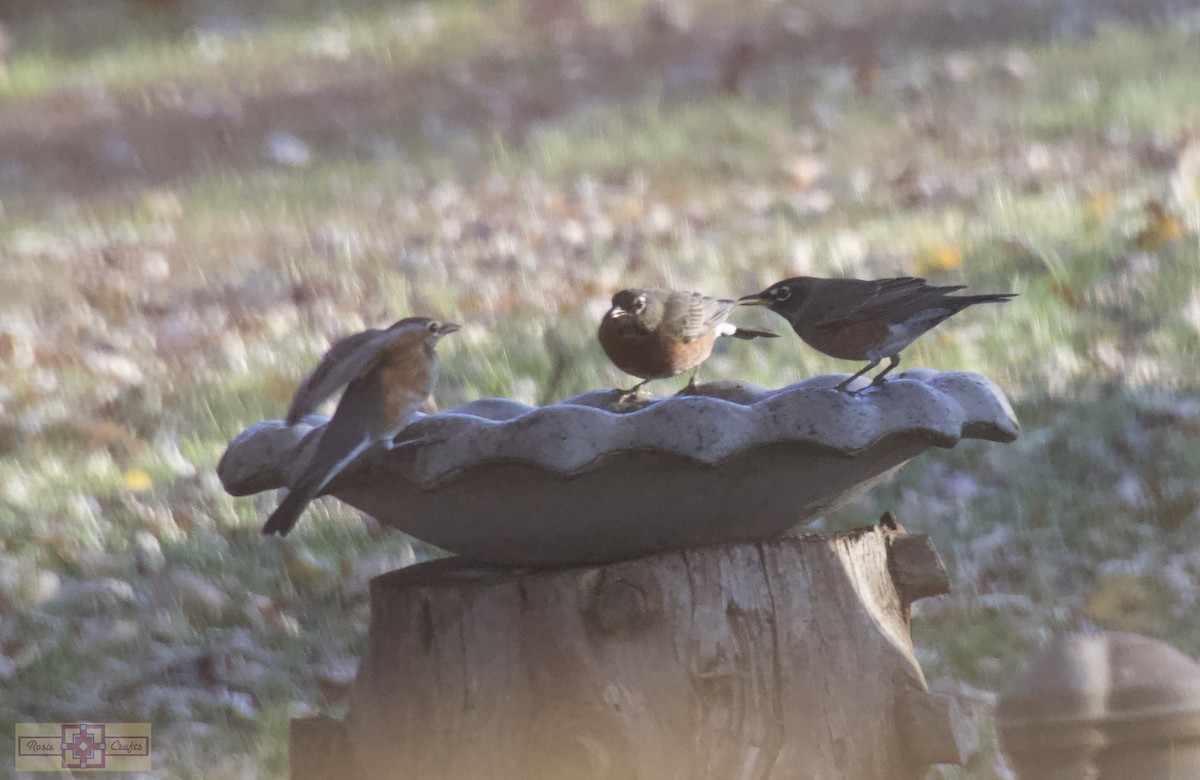 Странствующий дрозд - ML644828511