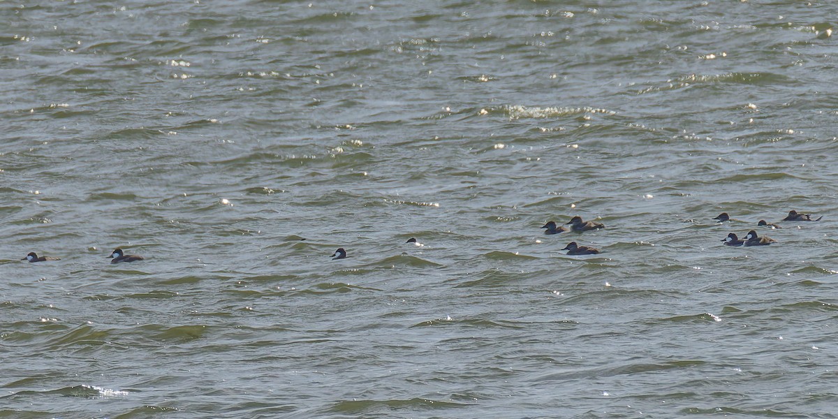 Американская савка - ML644828526