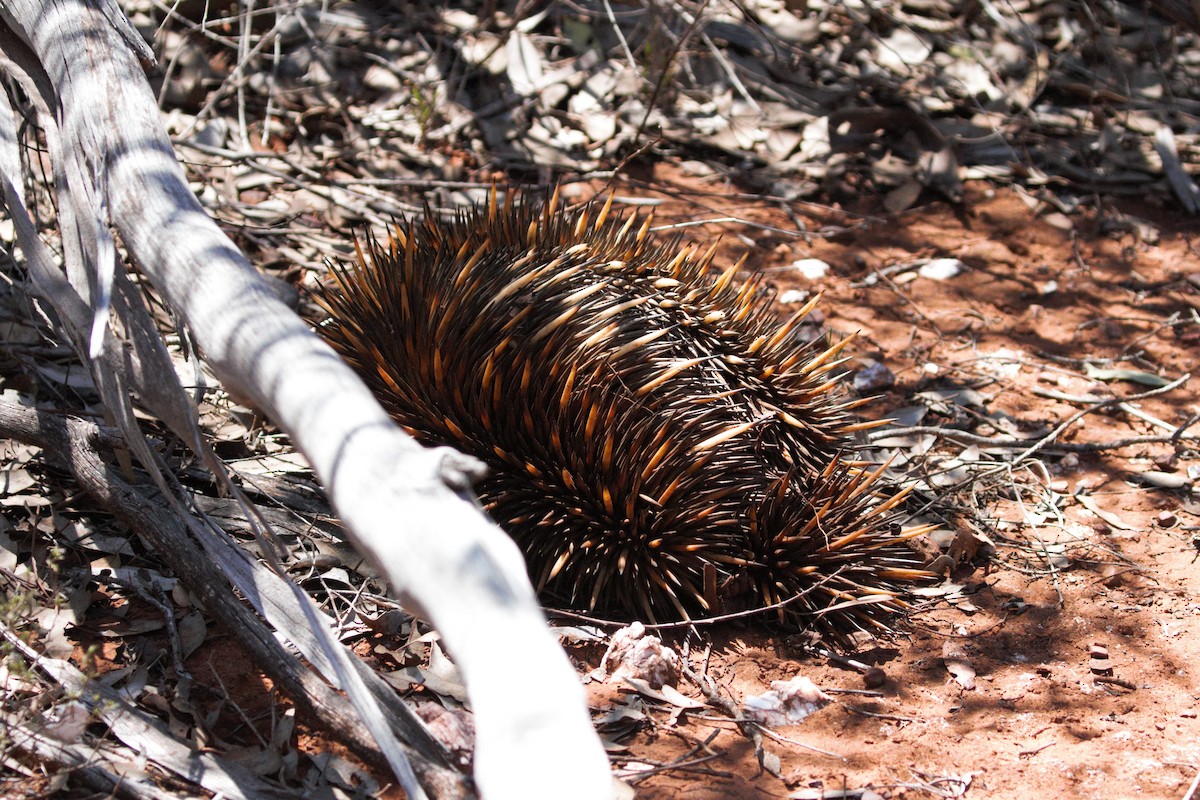 Echidnas - ML644828560