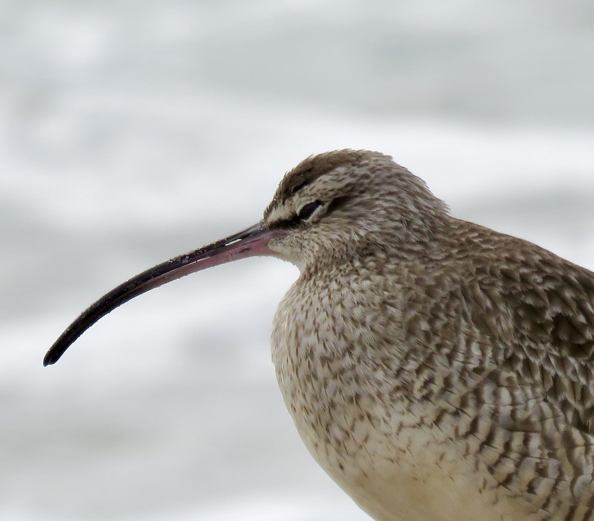 Hudsonian/Eurasian Whimbrel - ML644828570