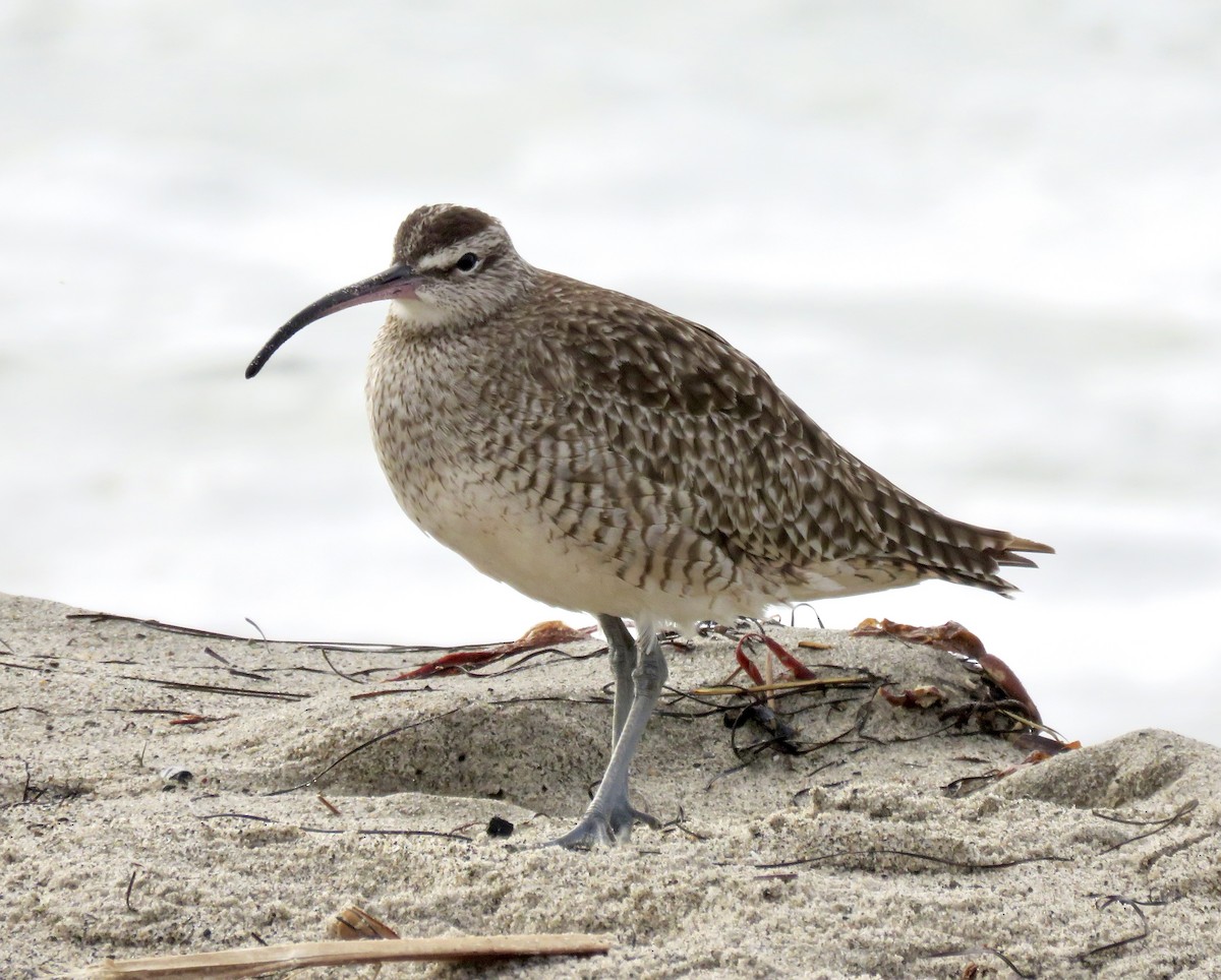 Hudsonian/Eurasian Whimbrel - ML644828571