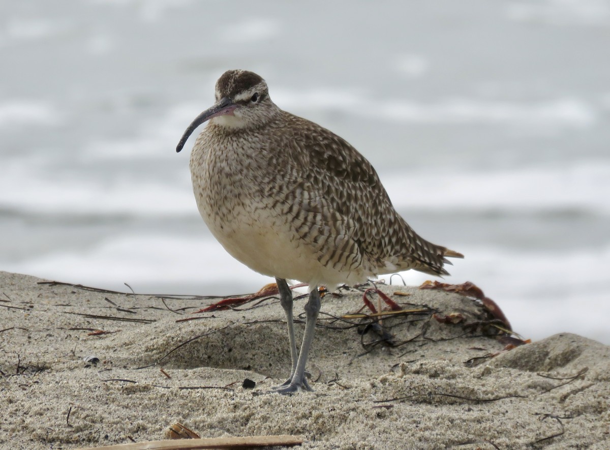 Hudsonian/Eurasian Whimbrel - ML644828572