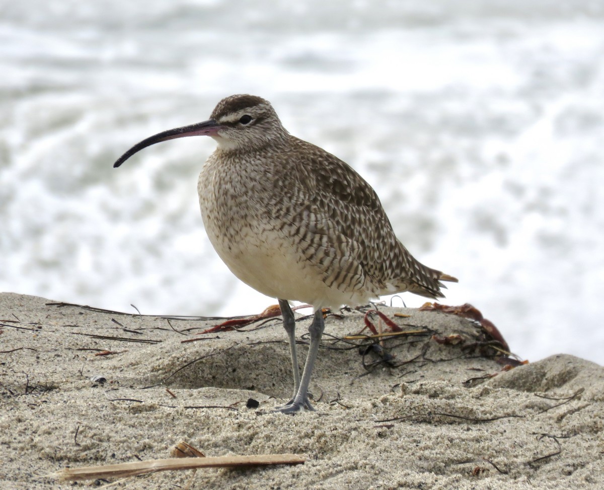 Hudsonian/Eurasian Whimbrel - ML644828573