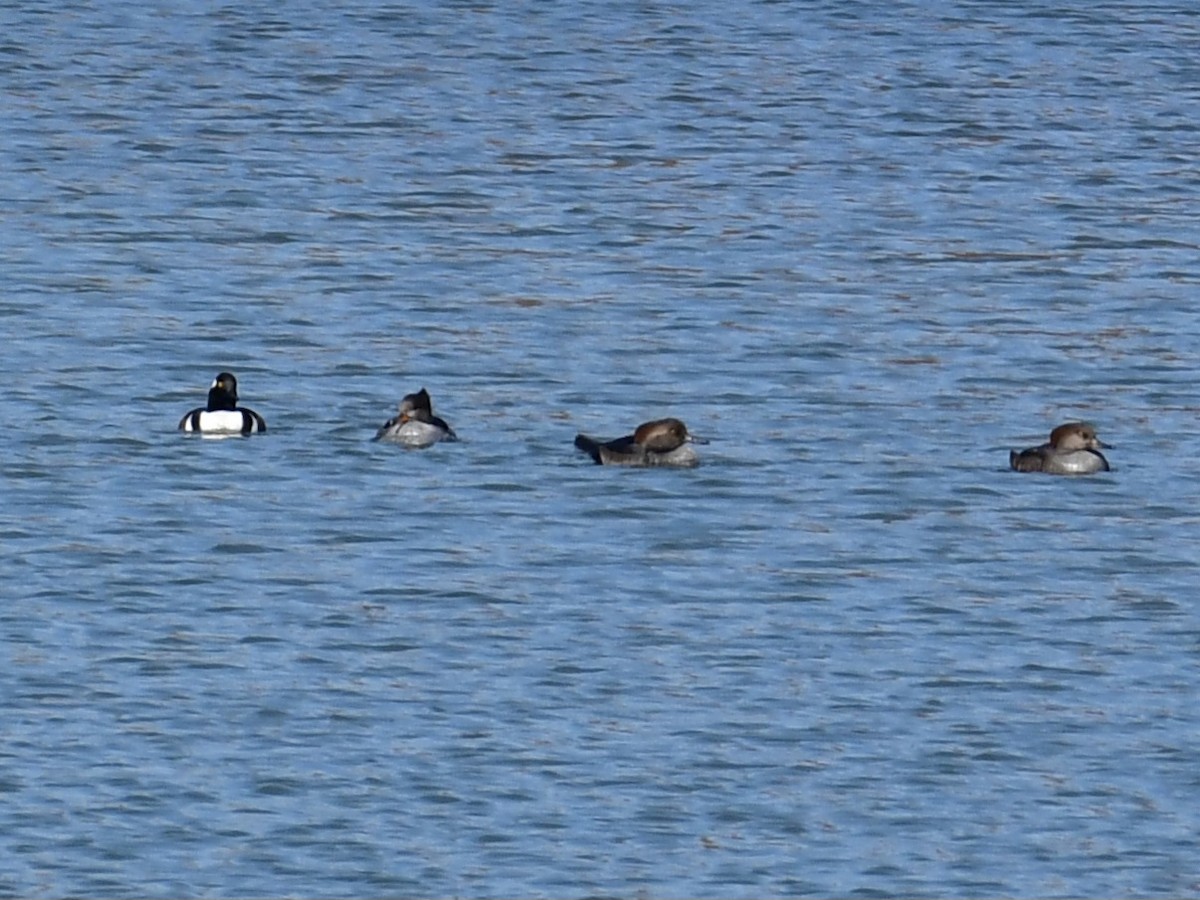 Hooded Merganser - ML644828576