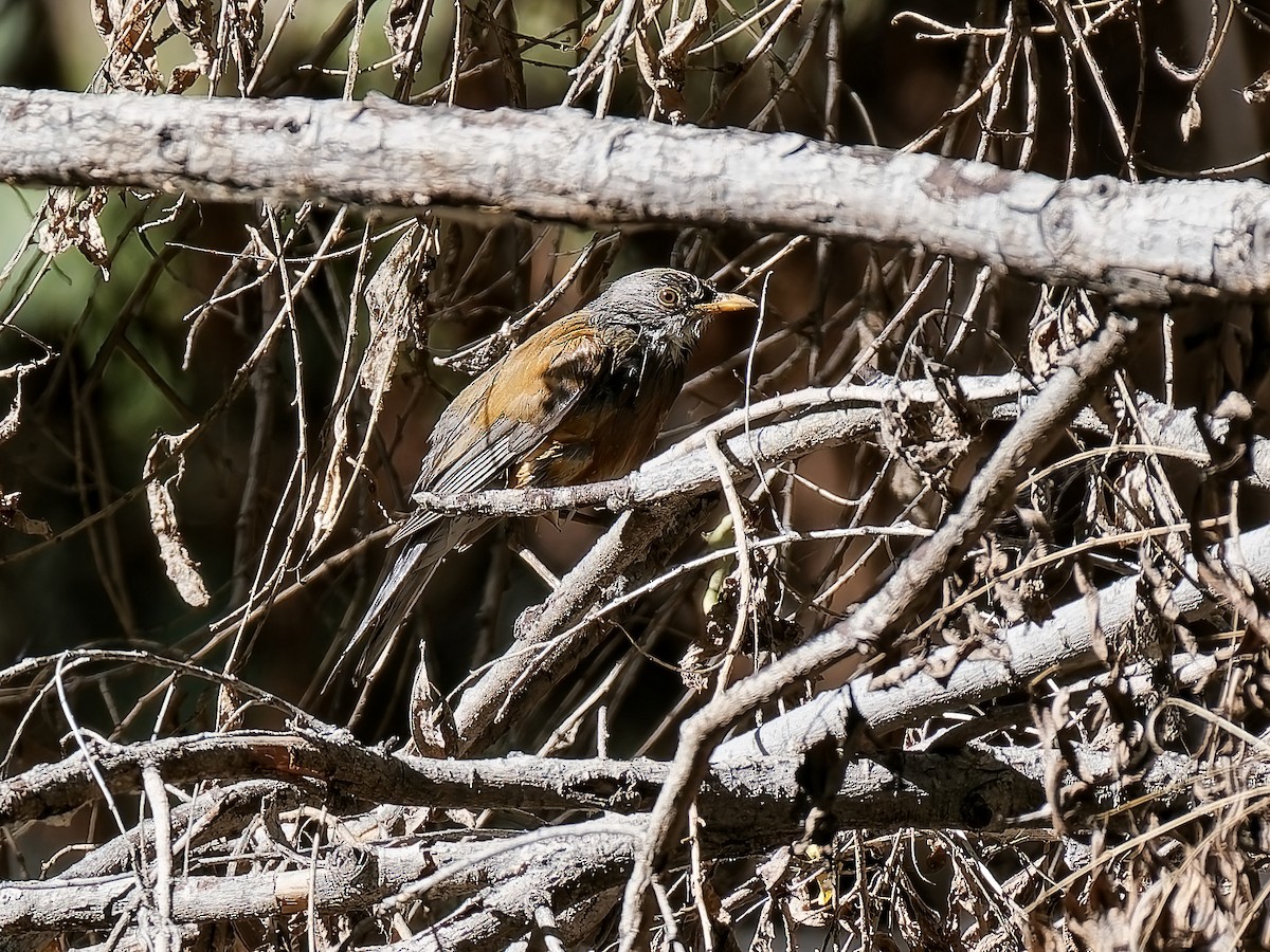 Merle à dos roux - ML644828582