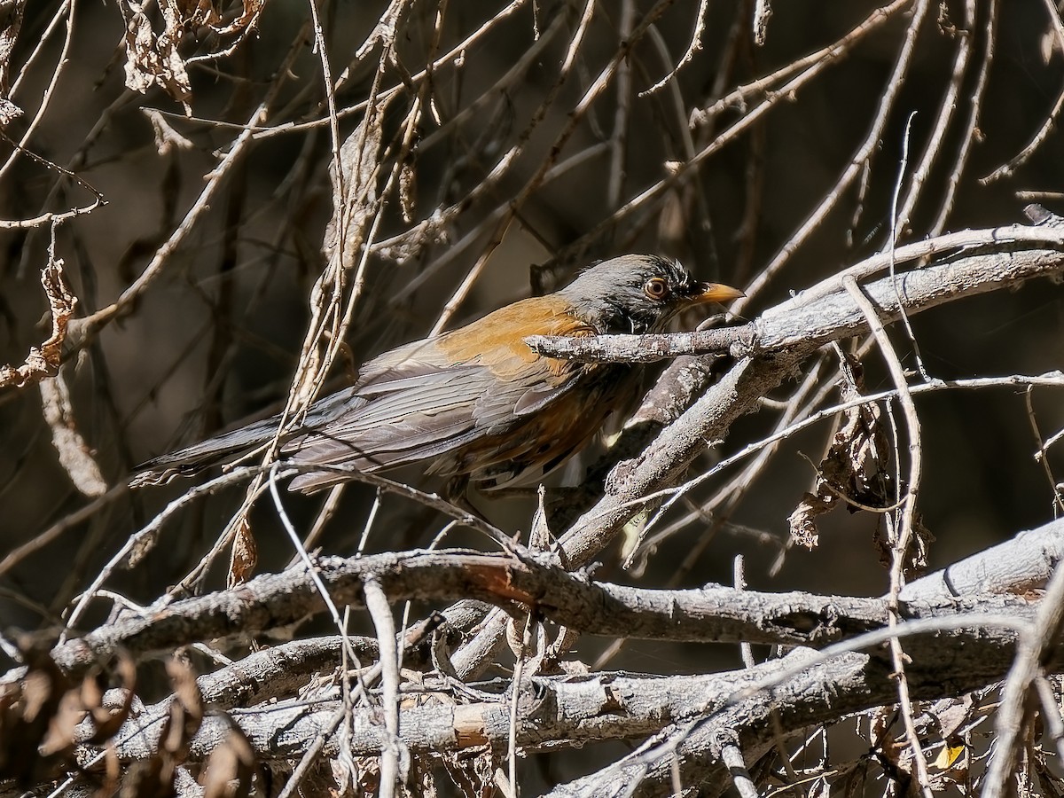 Merle à dos roux - ML644828583