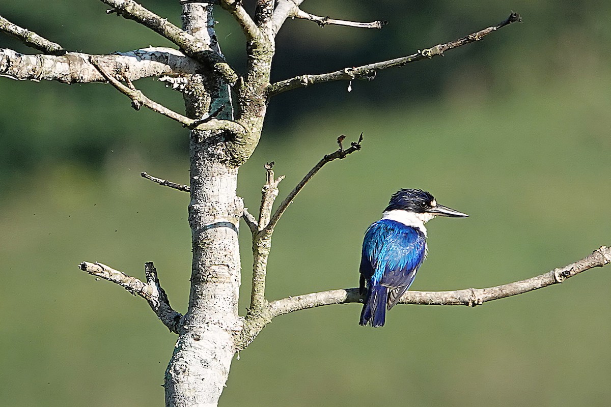 Forest Kingfisher - ML644828599