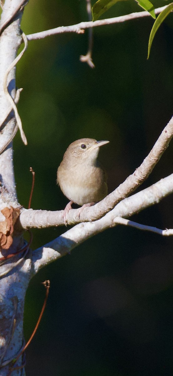 Chochín Criollo Norteño - ML644828600