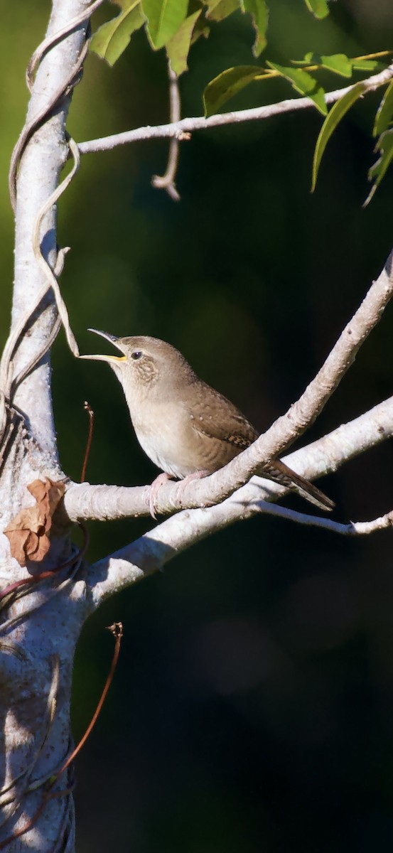Chochín Criollo Norteño - ML644828601