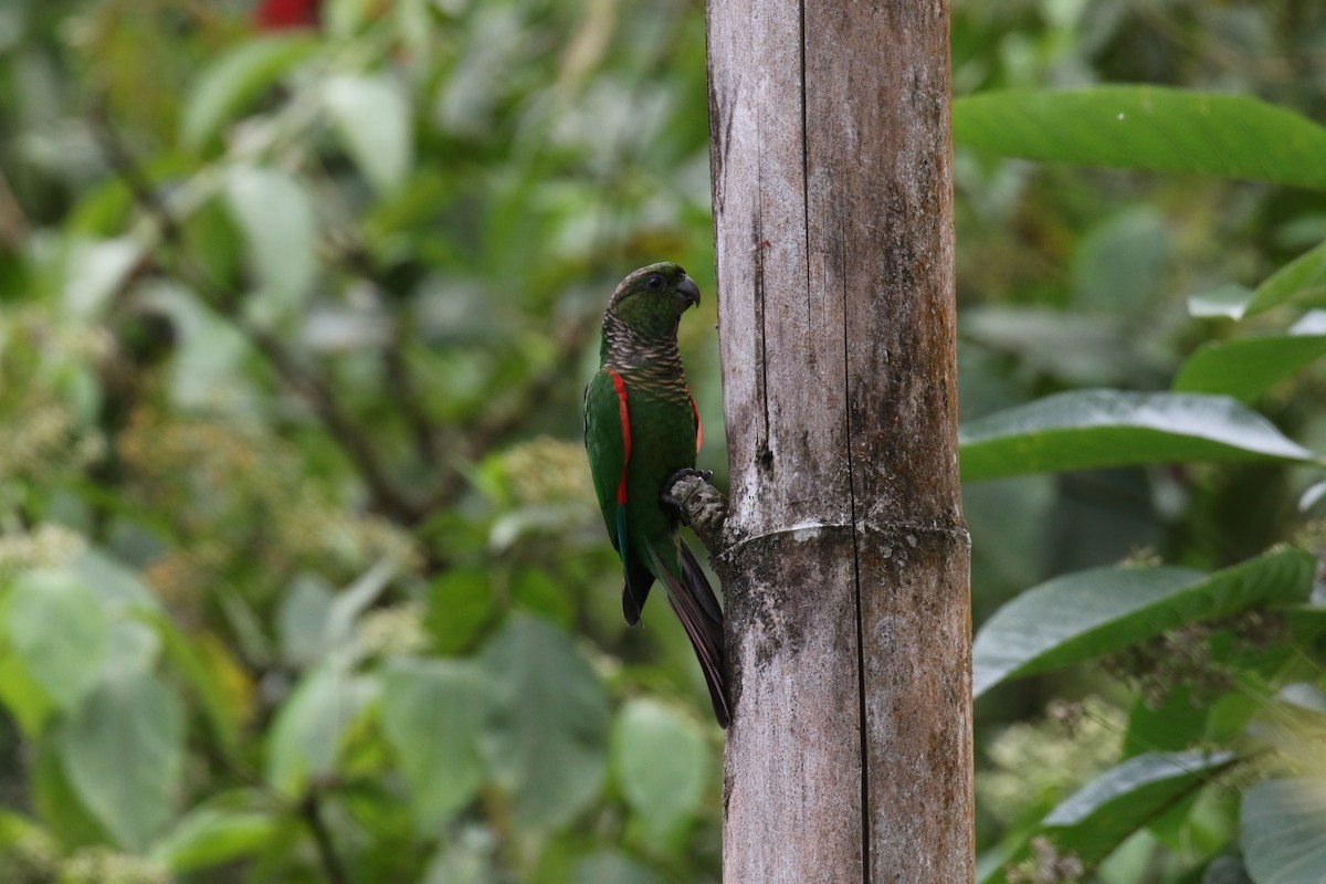 Conure de Souancé - ML644828605
