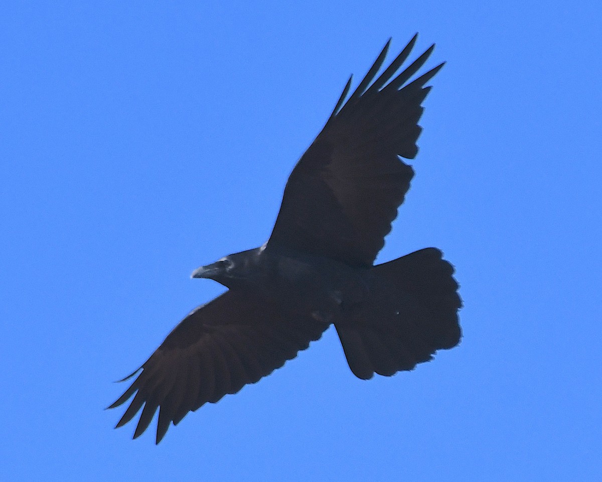 Grand Corbeau - ML644828606