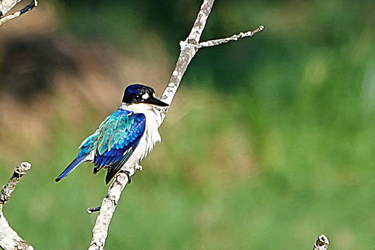 Forest Kingfisher - ML644828607