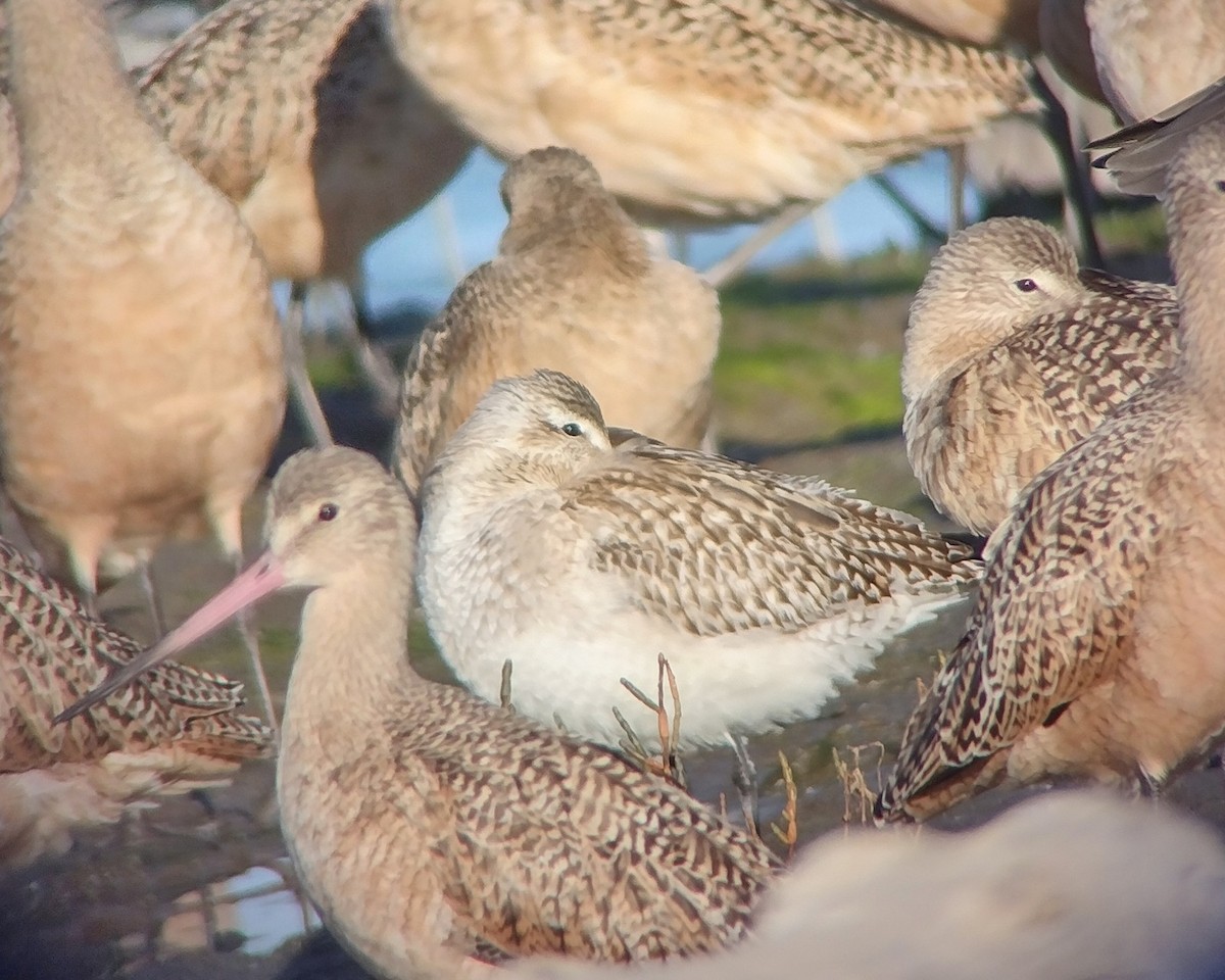Bar-tailed Godwit - ML644828608