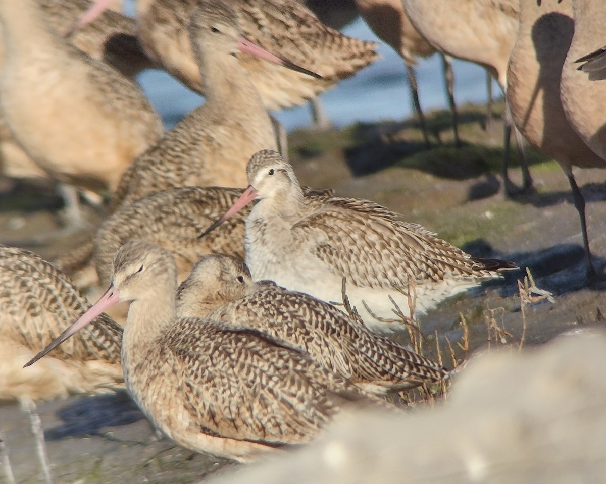 Bar-tailed Godwit - ML644828609