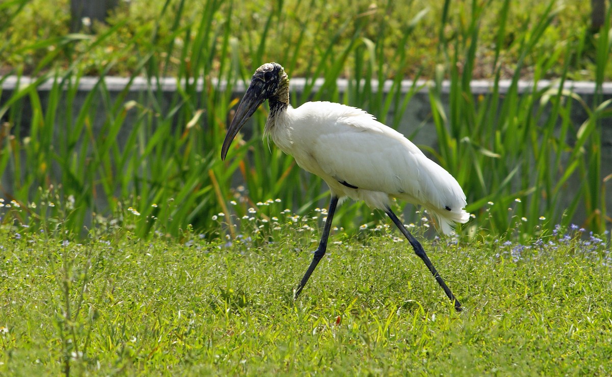 Wood Stork - ML64482861