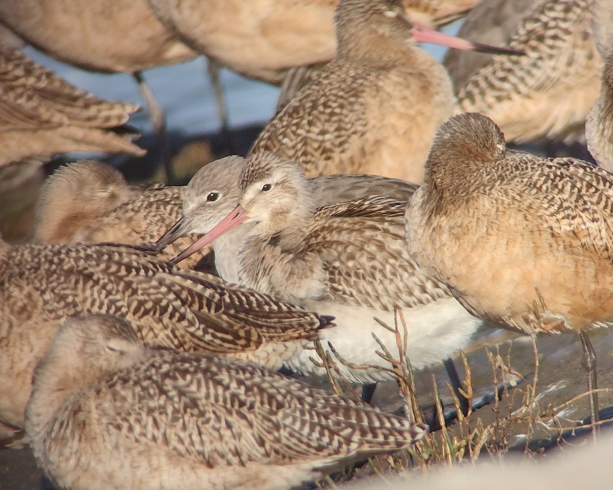 Bar-tailed Godwit - ML644828610