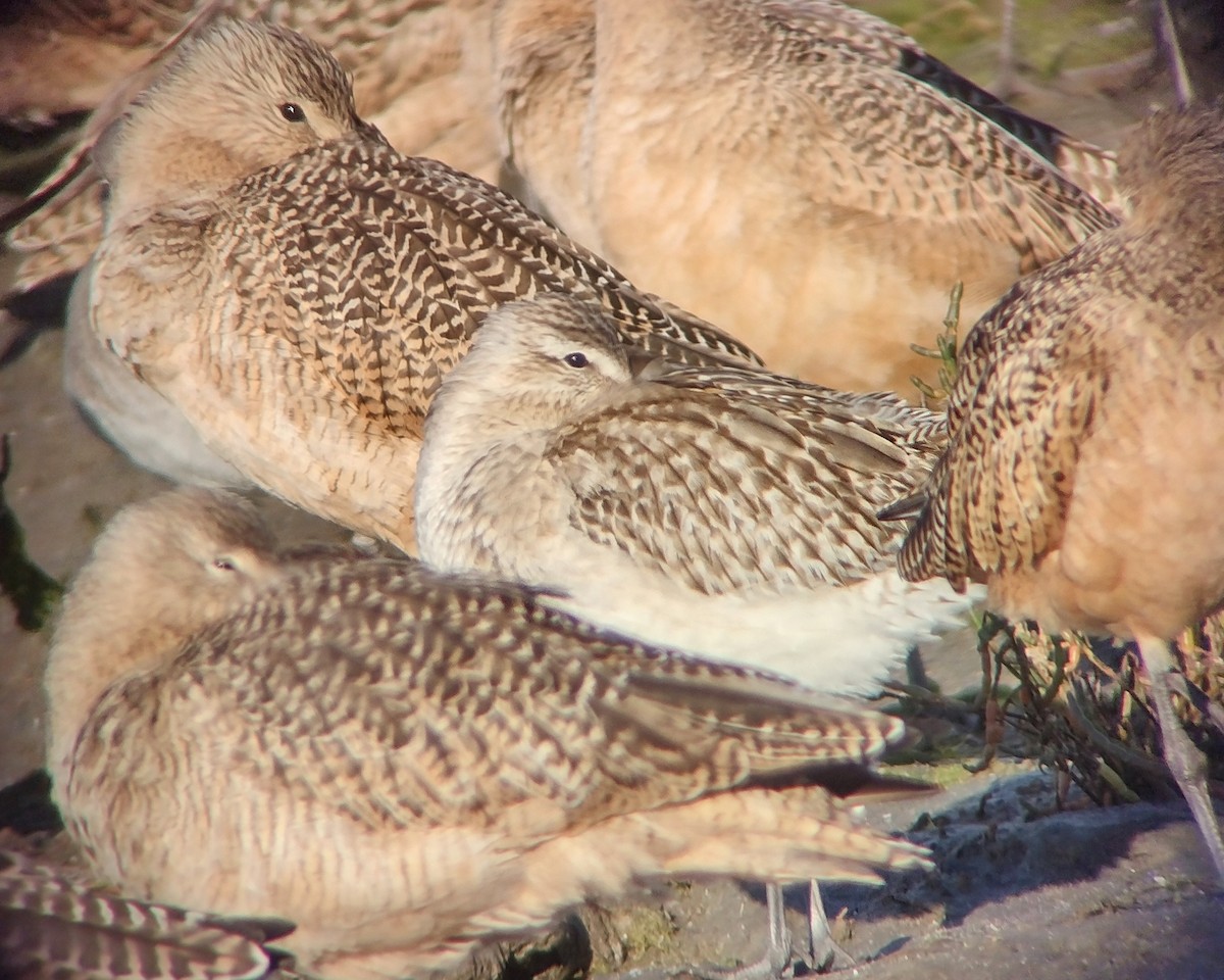 Bar-tailed Godwit - ML644828611
