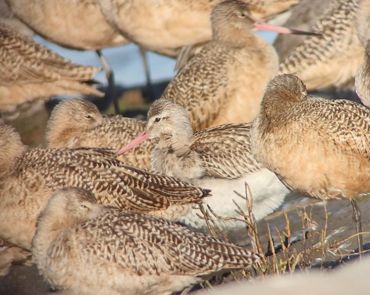 Bar-tailed Godwit - ML644828612