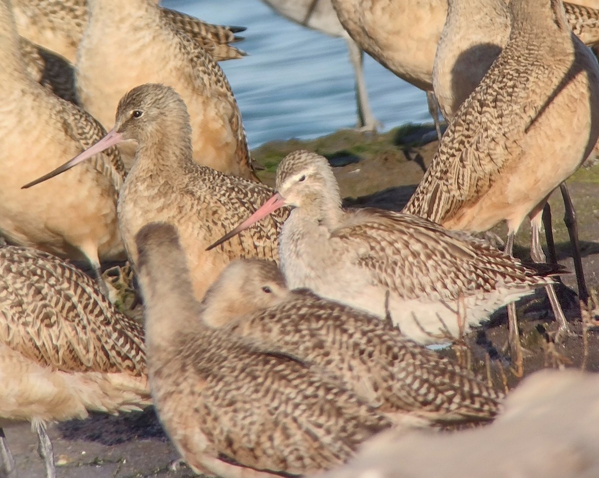 Bar-tailed Godwit - ML644828613