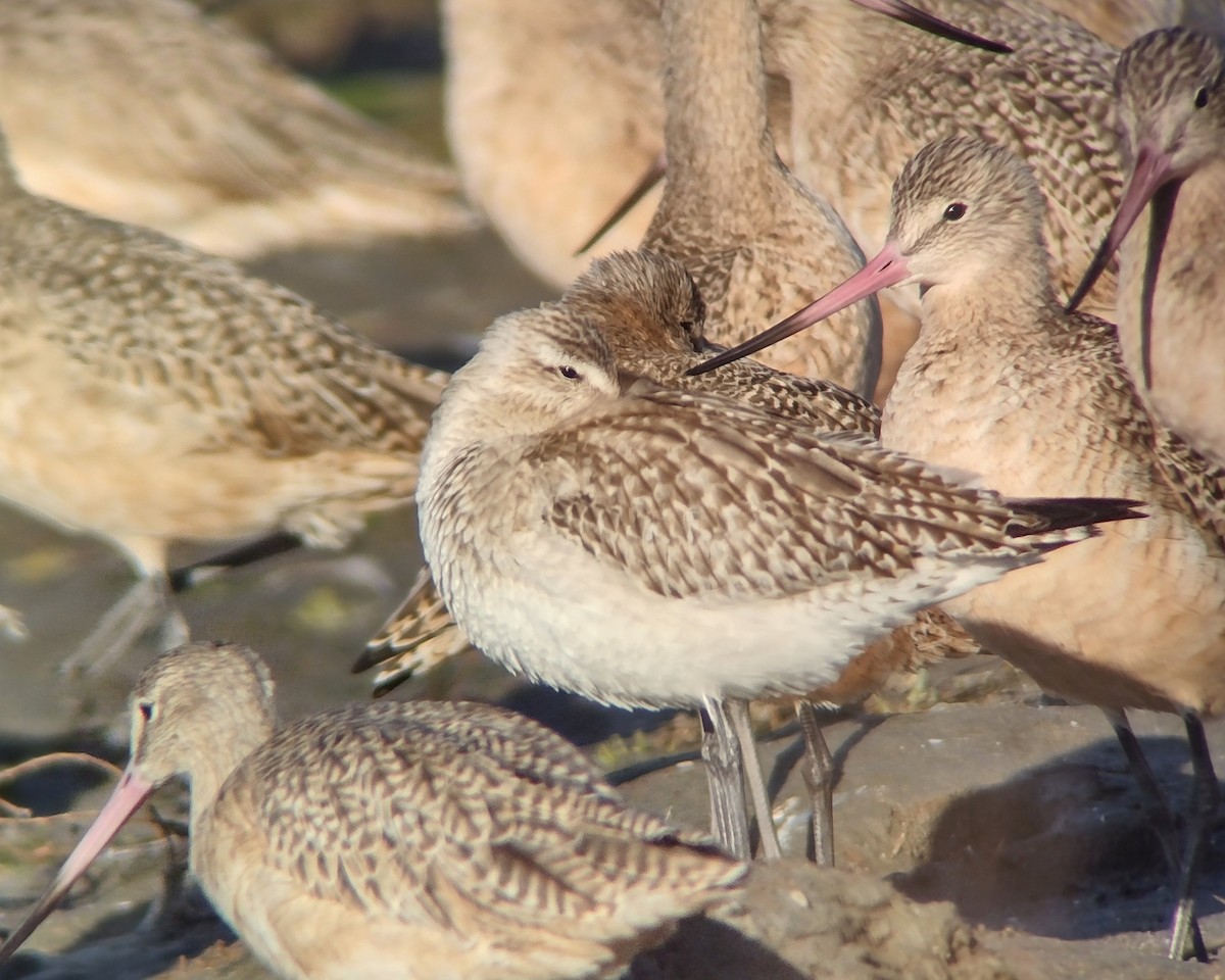 Bar-tailed Godwit - ML644828614