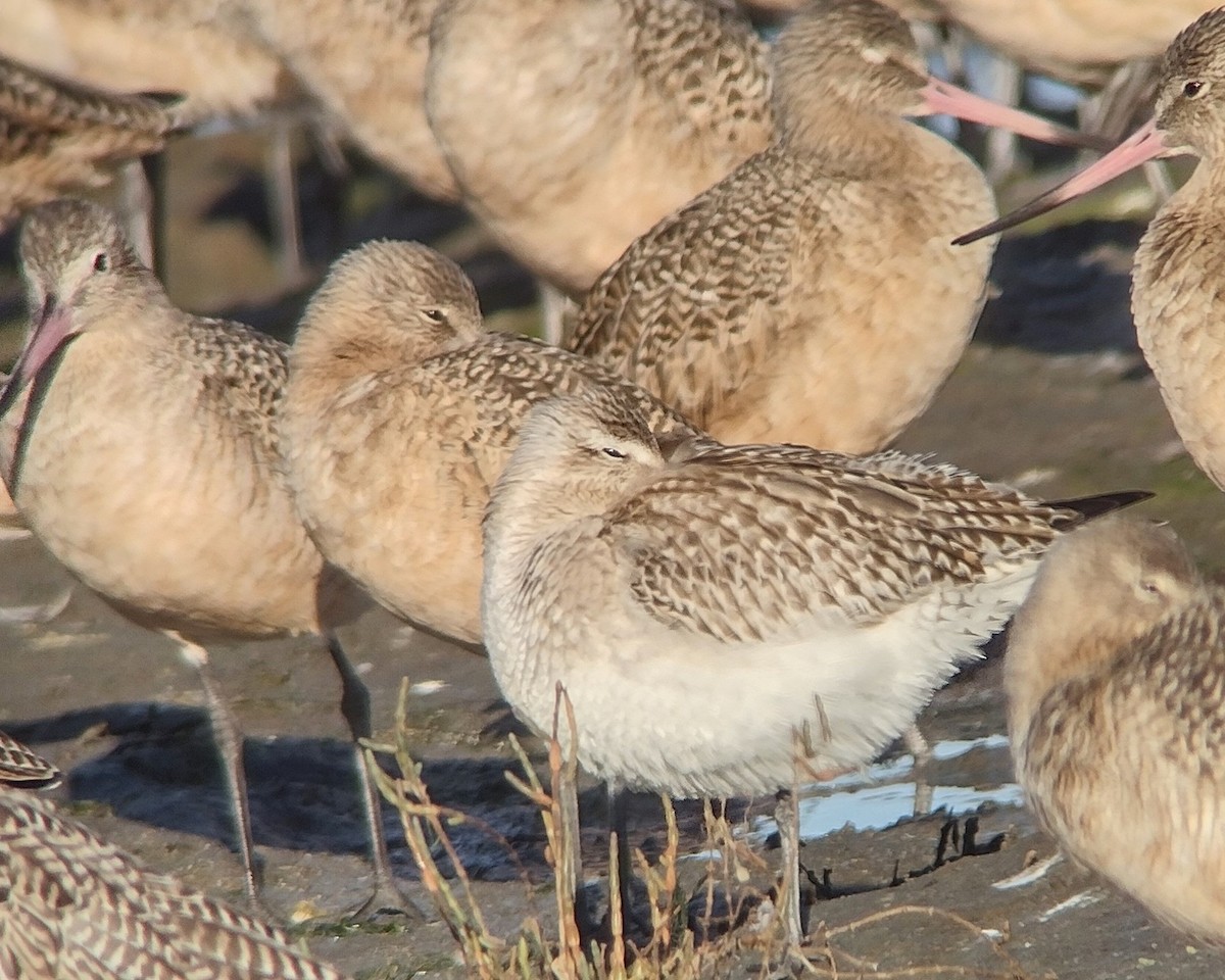 Bar-tailed Godwit - ML644828615