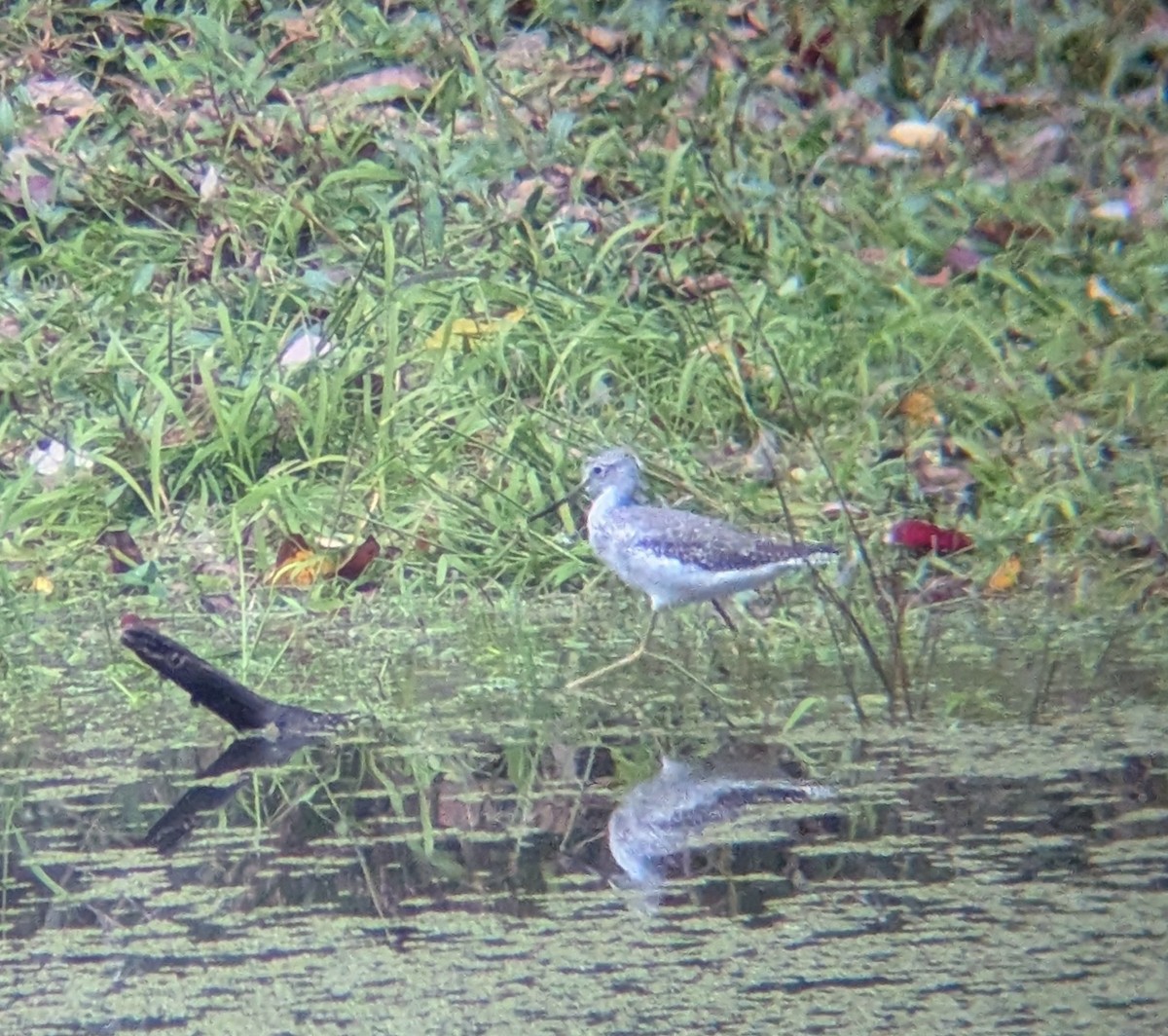 Greater Yellowlegs - ML644828616