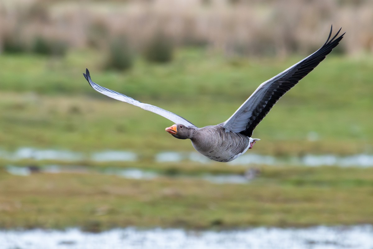 Graylag Goose - ML644828617