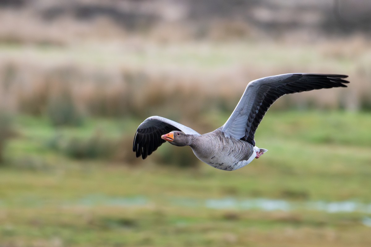 Graylag Goose - ML644828619