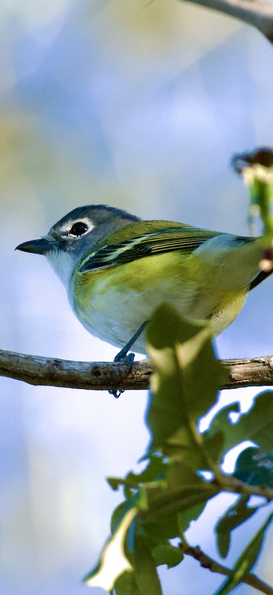 Vireo Solitario - ML644828622