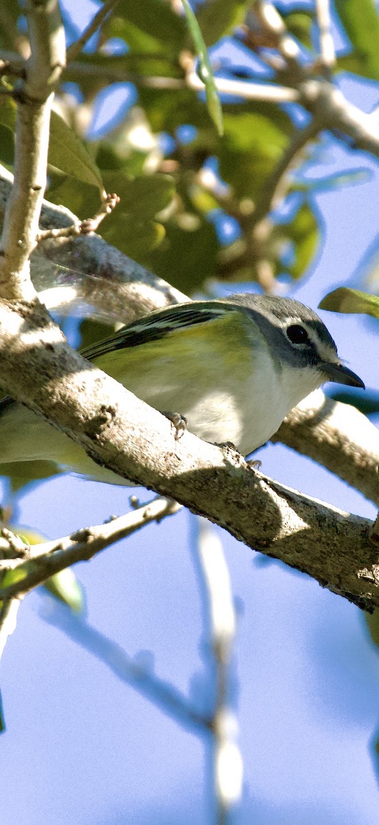 Vireo Solitario - ML644828623