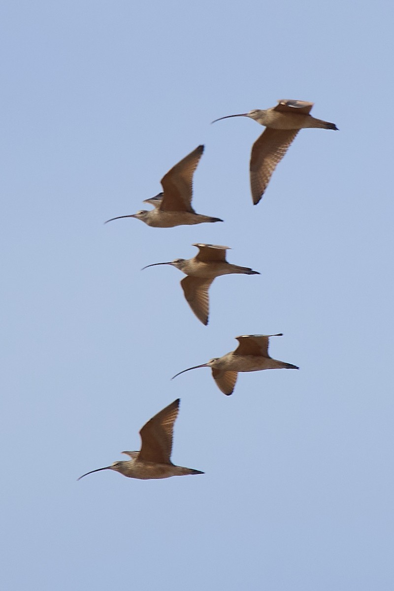 Long-billed Curlew - ML644828626