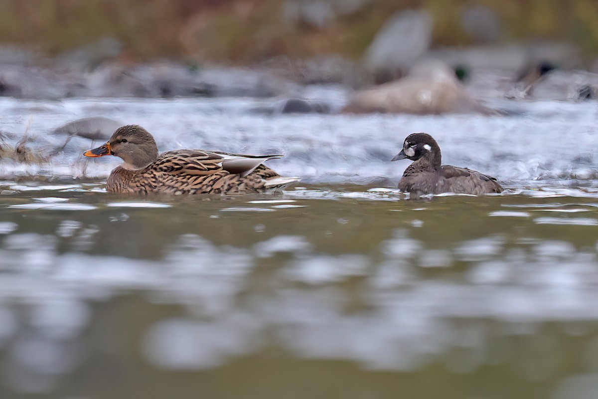 Harlequin Duck - ML644828640