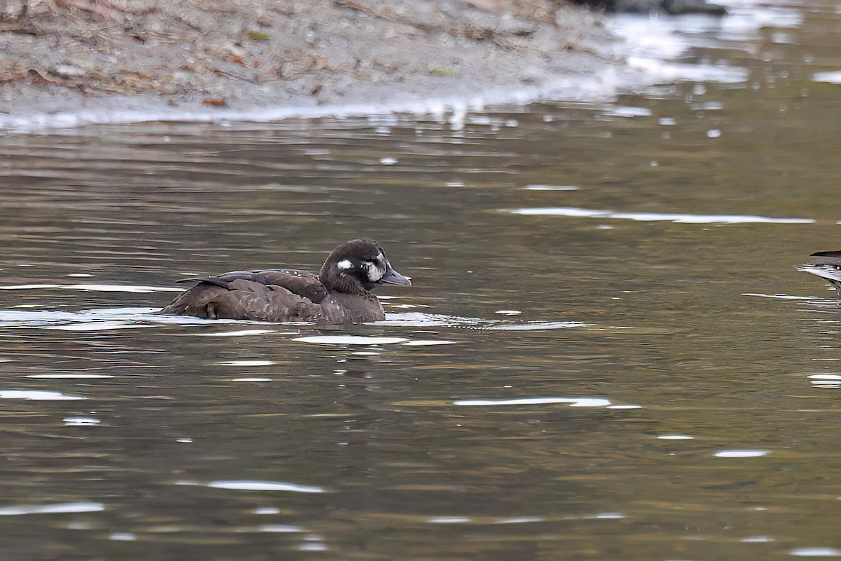Harlequin Duck - ML644828641