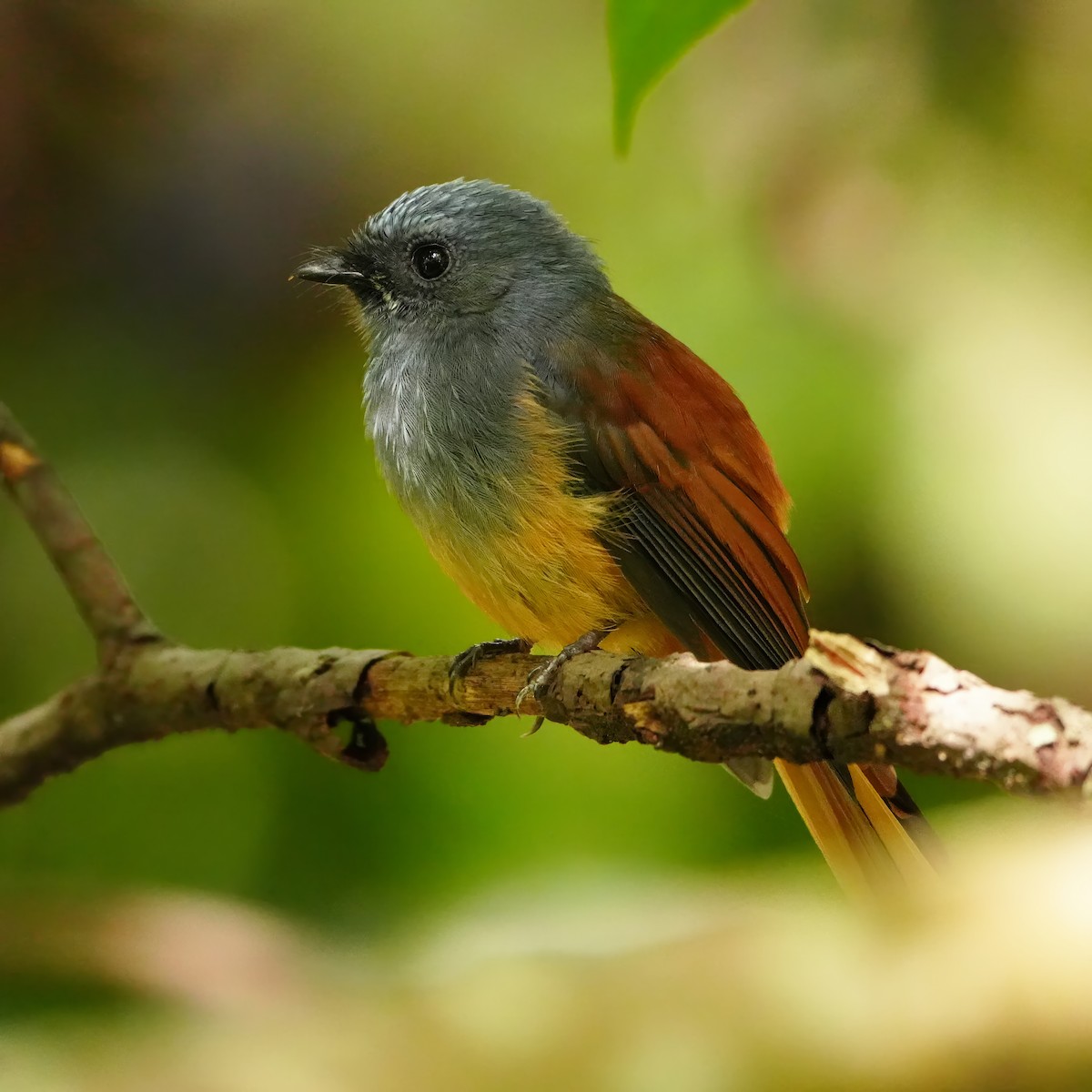 Blue-headed Fantail - ML644828643