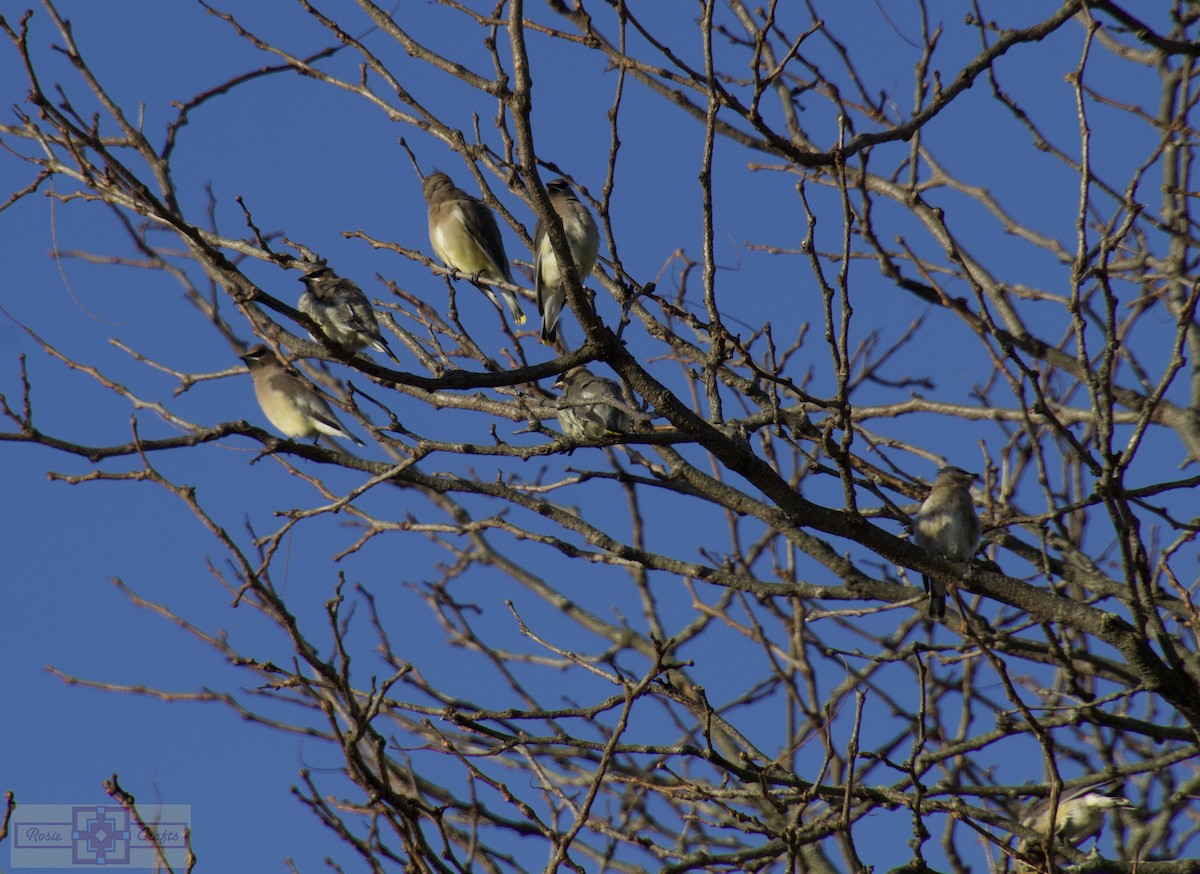 Cedar Waxwing - ML644828658