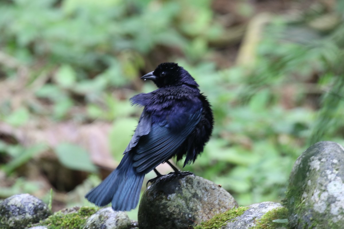 Scrub Blackbird - ML644828660