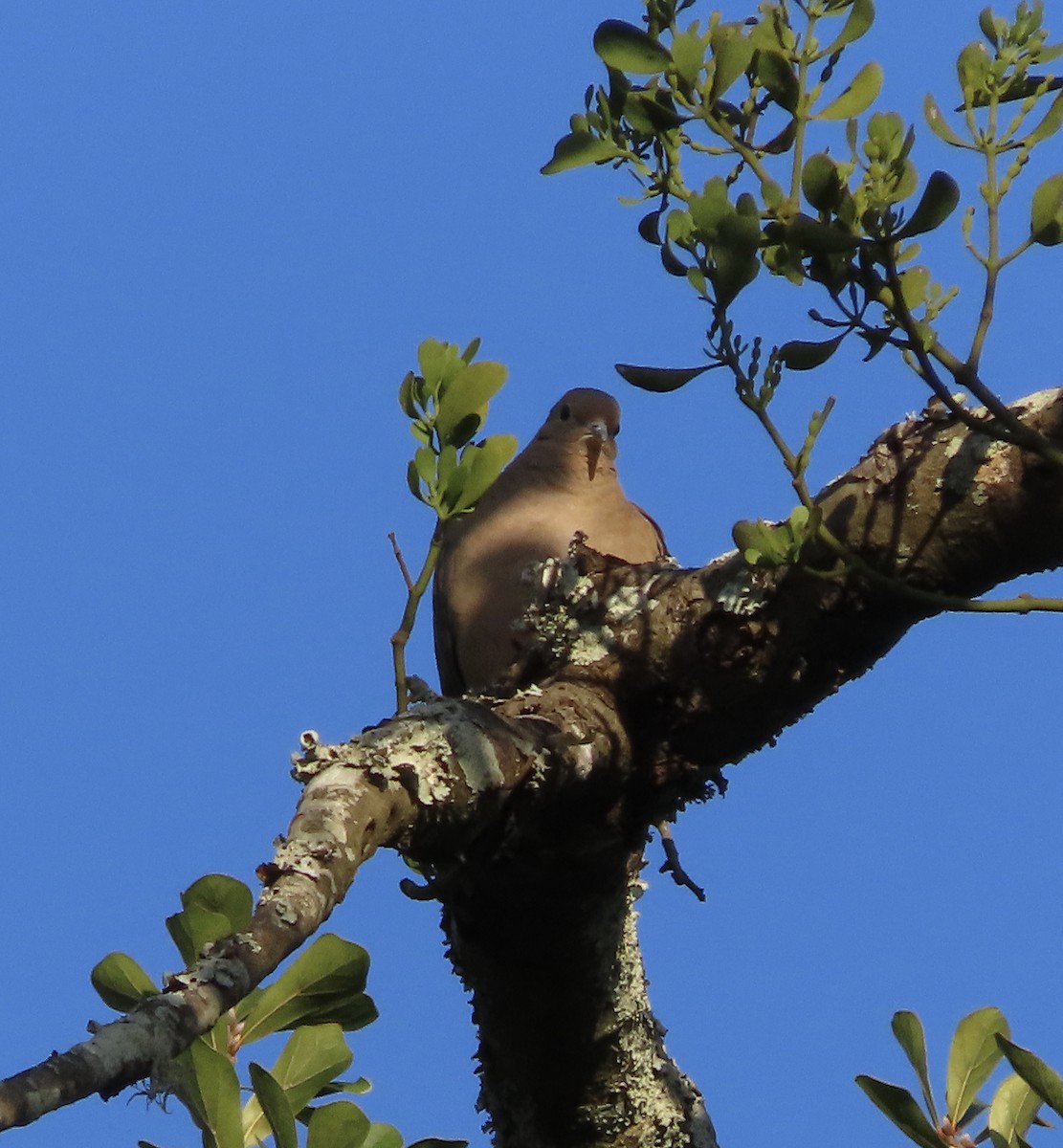 ナゲキバト - ML644828662