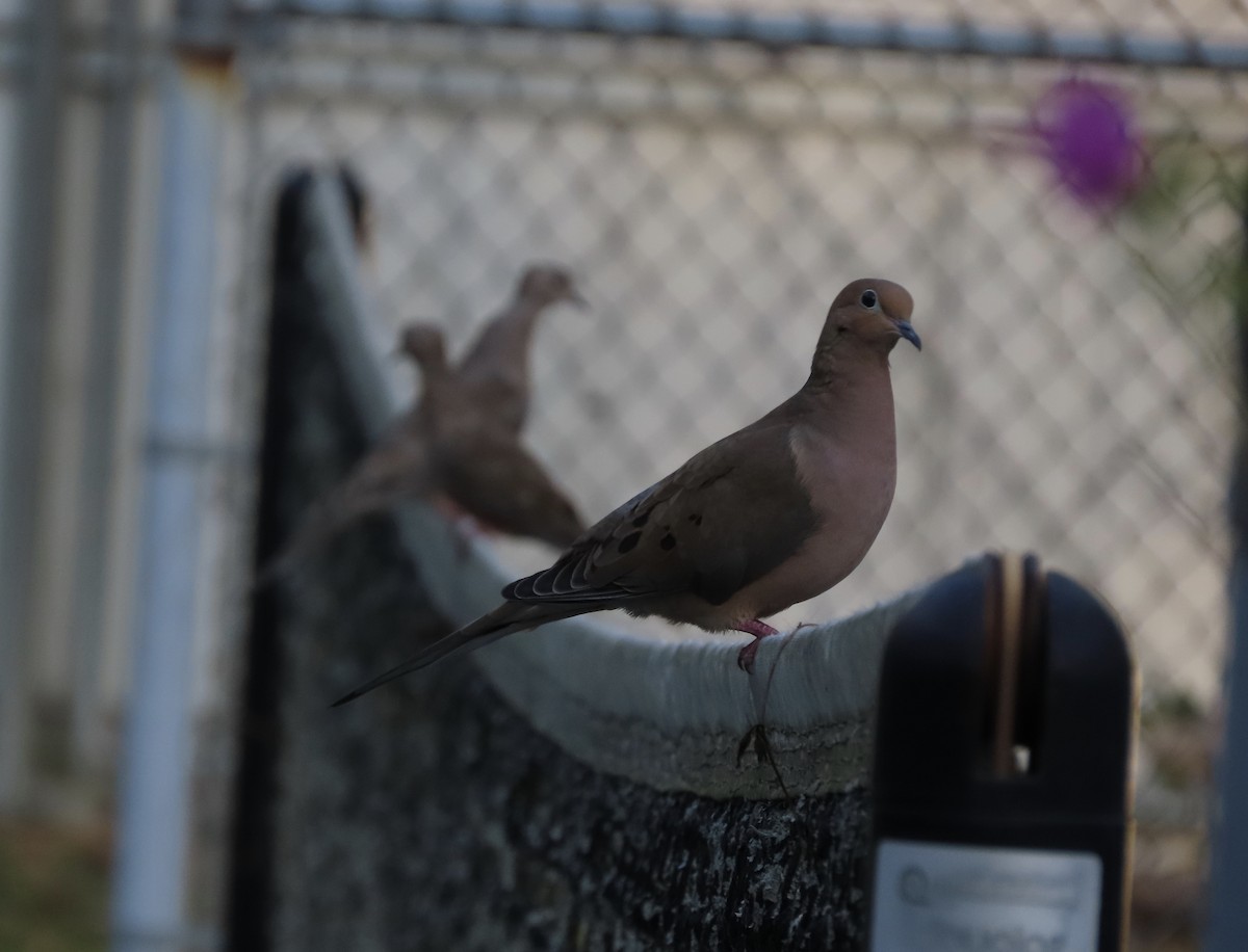 ナゲキバト - ML644828663