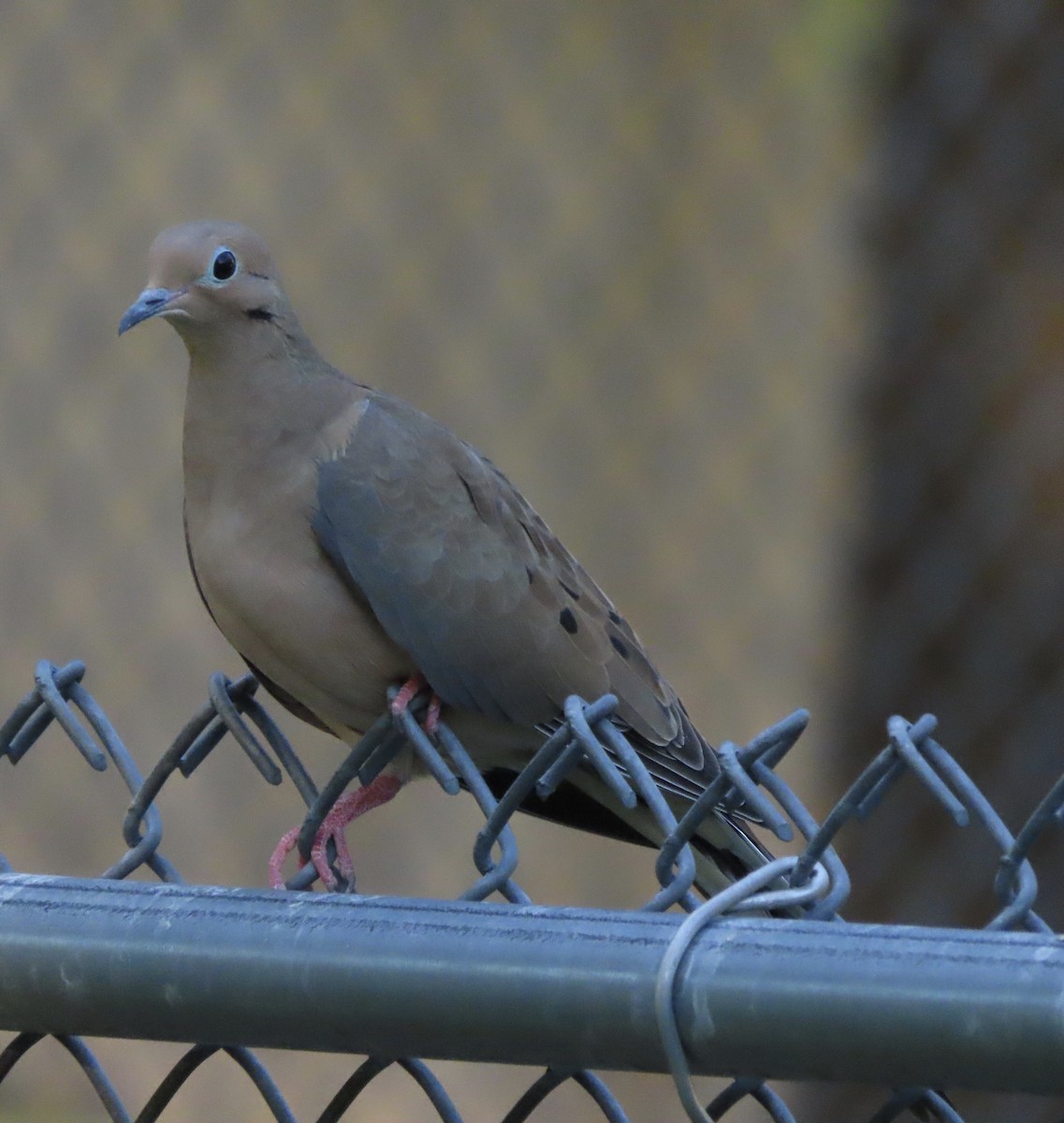 ナゲキバト - ML644828664