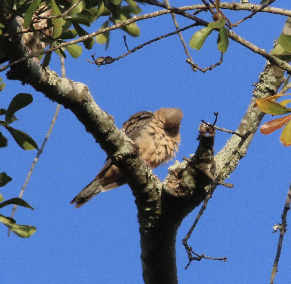 ナゲキバト - ML644828665