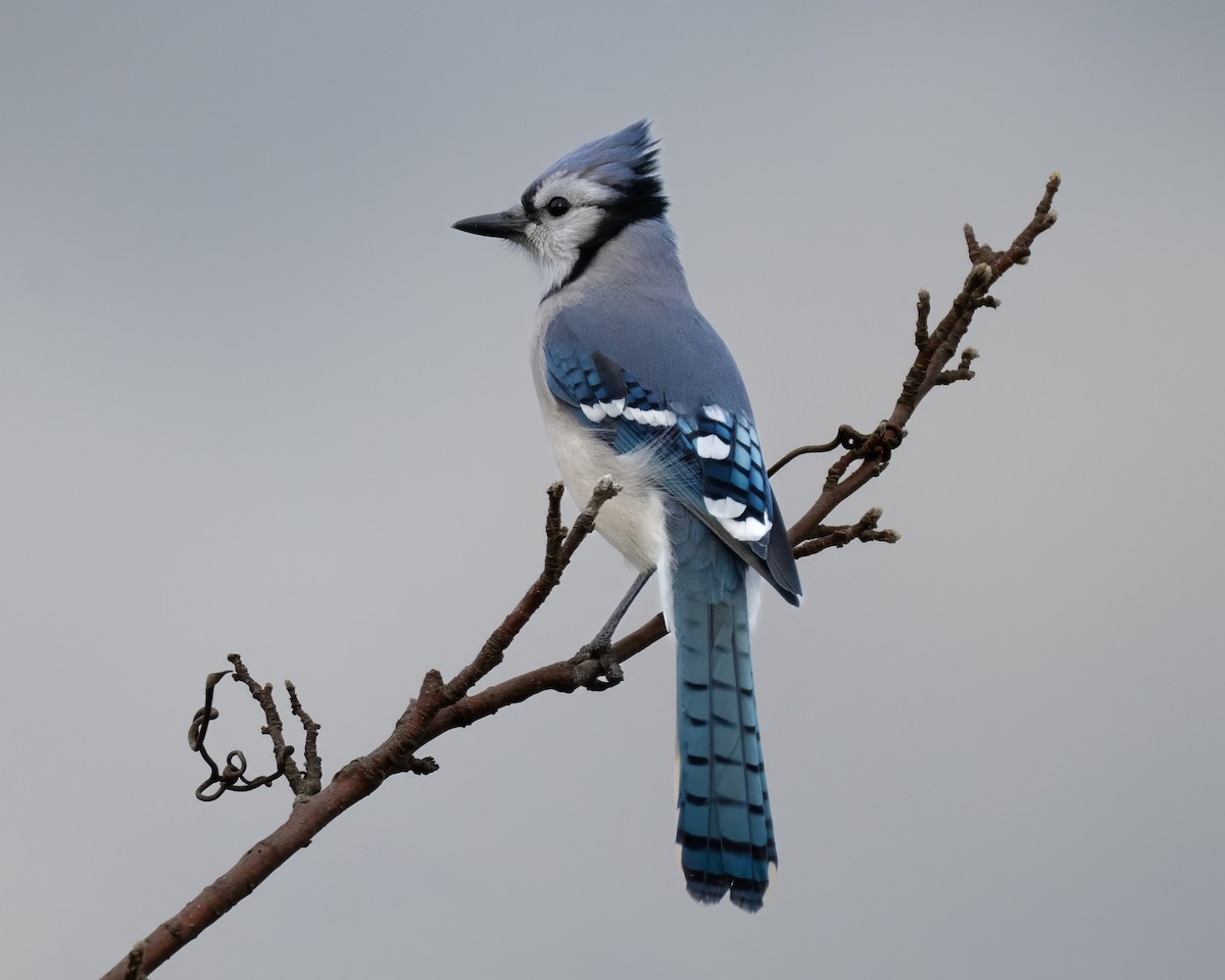 Blue Jay - ML644828666