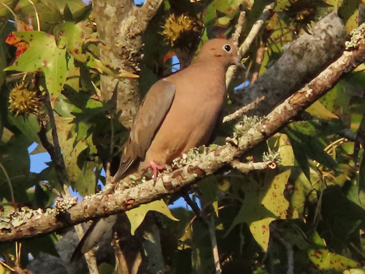 ナゲキバト - ML644828667