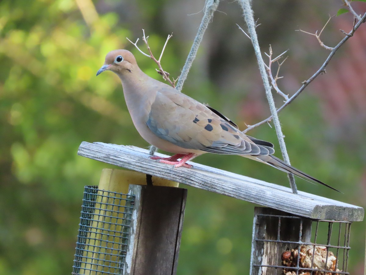 ナゲキバト - ML644828668