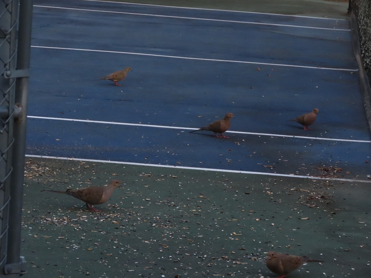 ナゲキバト - ML644828670